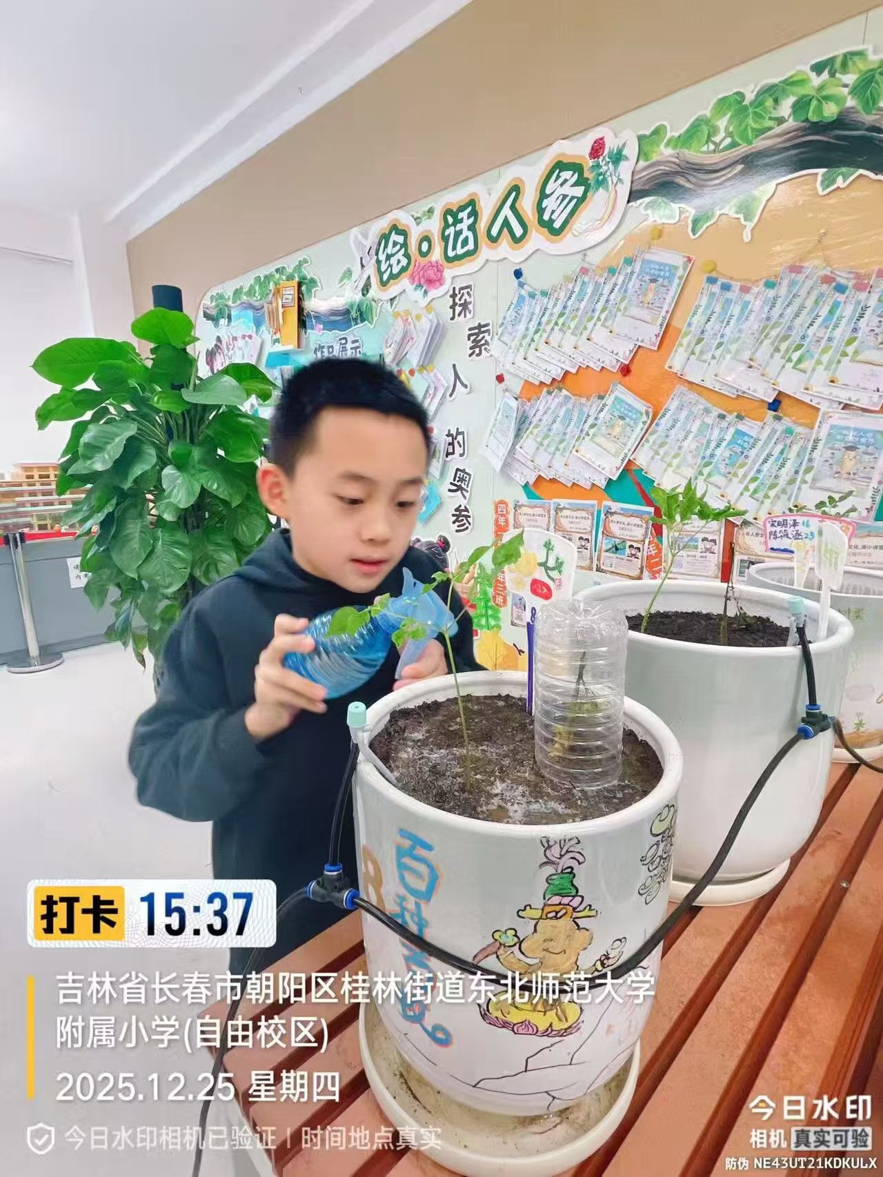 历程二：亲手种下一株参（种参 · 养护 · 认识年份）