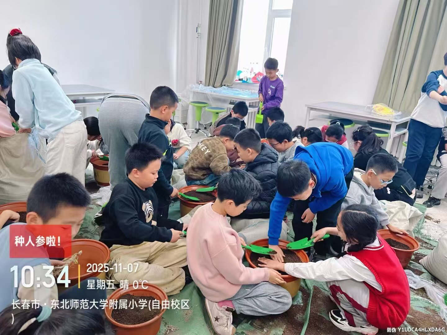 历程二：亲手种下一株参（种参 · 养护 · 认识年份）