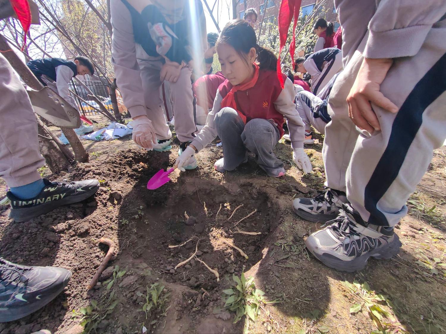 历程二：亲手种植——专家指导下的参苗种植与养护