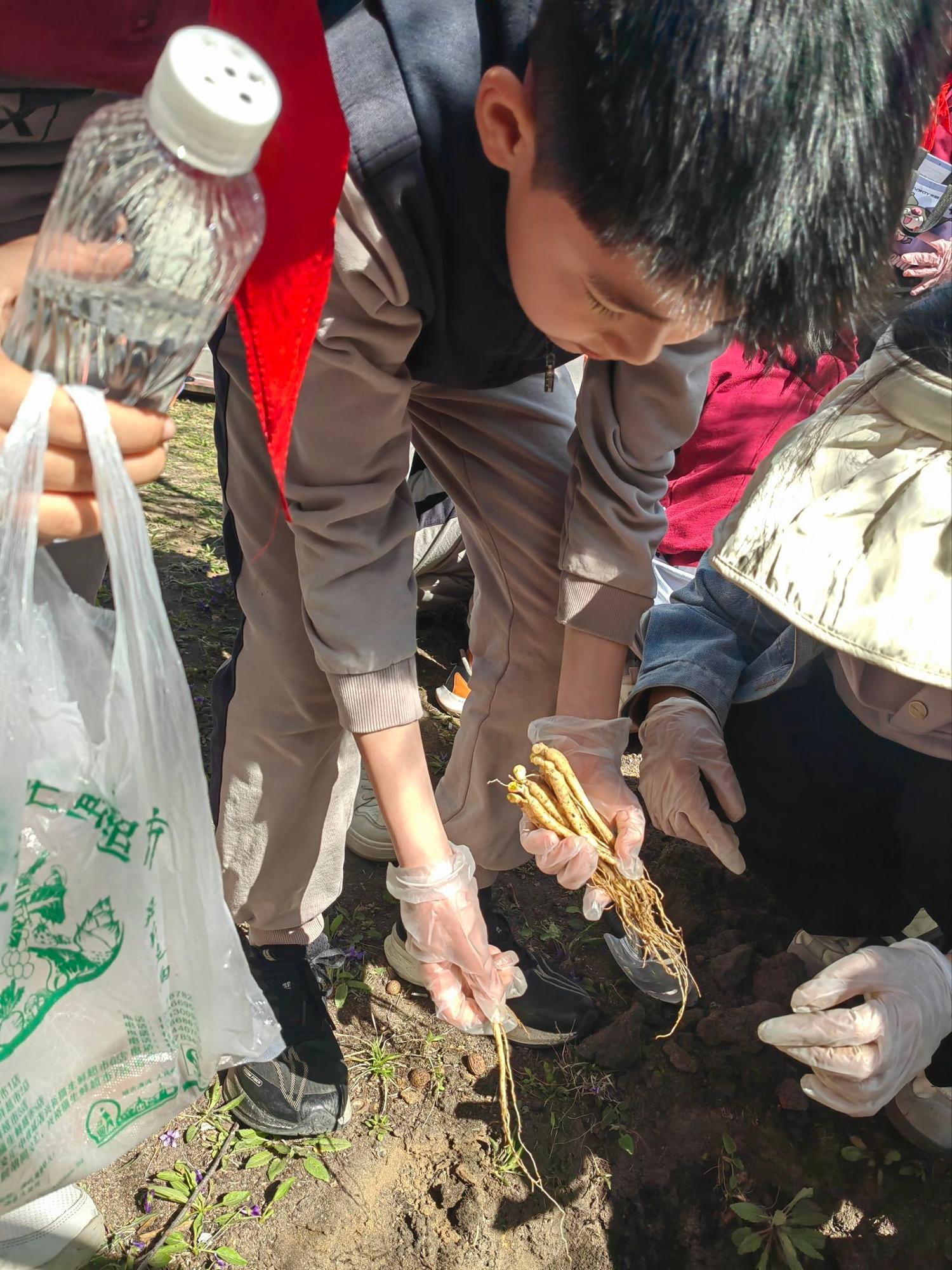 历程二：亲手种植——专家指导下的参苗种植与养护